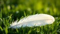 Single White Feather on Grass Royalty Free Stock Photo