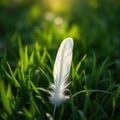 Single White Feather on Grass Royalty Free Stock Photo