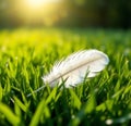 Single White Feather on Grass Royalty Free Stock Photo