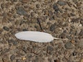Single white feather on pebble dashed ground with space for copy