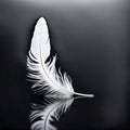 Single White Feather Reflection On Mirror