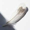 A single white feather with soft, delicate barbs rests on a white surface, casting a Royalty Free Stock Photo