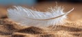 Single White Feather on Sunlit Sand, Feather, Sunlight, Tranquility, Nature s Embrace Royalty Free Stock Photo