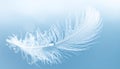 Single White Feather with Water Droplets Against a Soft Blue Gradient Background image photo Royalty Free Stock Photo
