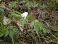 Single white flower bell