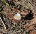 Single white flower called crocus