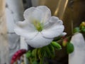 Single white flower