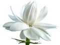 Single white flower of Grand Duke of Tuscany, Arabian white jasmine, Jasminum sambac, aroma, flora, isolated, white background, Royalty Free Stock Photo