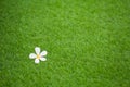 Single white flower on green grass background, selective focus Royalty Free Stock Photo