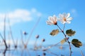 a single white flower growing out of the water Royalty Free Stock Photo