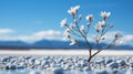 a single white flower is growing on a rock in the middle of a field Royalty Free Stock Photo