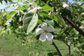 Single white flower and hairy leaf of quince