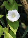 White flower, hedge bindweed, calystegia sepium