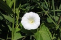 White flower, hedge bindweed, calystegia sepium Royalty Free Stock Photo