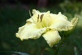 Flower of almost white day lily. Royalty Free Stock Photo