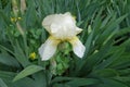 Single white flower of Iris germanica Royalty Free Stock Photo