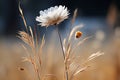 a single white flower in the middle of a field Royalty Free Stock Photo