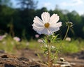 a single white flower in the middle of a field Royalty Free Stock Photo