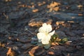 Single white flower in northern Arizona desert Royalty Free Stock Photo