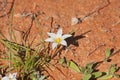 Single white flower of Ronulea Sp. 11619