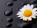 A single white flower sitting on top of a black surface with water droplets Royalty Free Stock Photo