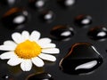 A single white flower sitting on top of a black surface with water droplets Royalty Free Stock Photo