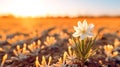 A single white flower is standing in a field of yellow flowers Royalty Free Stock Photo