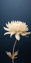 Minimalist Chrysanthemum Mobile Wallpaper: High-grade Samsung Q80t