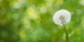 Single white fluffy dandelion flower on blurred Background Royalty Free Stock Photo