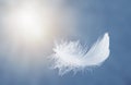 Single White Fluffy Feathers Floating in the Sky. Swan Feathers Flying in Heavenly