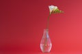 Single white freesia flower head on a red background