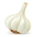 Single White Garlic Bulb With Rootlets Isolated On White Background Studio Lighting Royalty Free Stock Photo