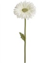 Single White Gerbera Daisy Flower on White Background Royalty Free Stock Photo