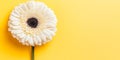 Single White Gerbera Daisy Flower on Yellow Background Floral Royalty Free Stock Photo