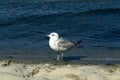 A seagull standing in the water Royalty Free Stock Photo