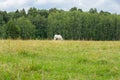 A single white horse grazes in a meadow. Countryside green landscape with grass field and forest in the background Royalty Free Stock Photo