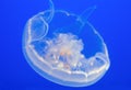Single white jellyfish Royalty Free Stock Photo