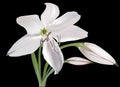 Single white lily flower isolated on black Royalty Free Stock Photo