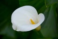 Single White Lily flower plant