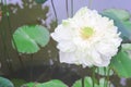 Single white lily lotus flowers blooming with green stem and leaves in pond background Royalty Free Stock Photo