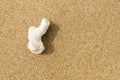 single white little coral in fine sandy beach on vacation