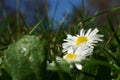 Single white Marguerite, daisy in green grass meadow Royalty Free Stock Photo