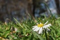 Single white Marguerite, daisy in green grass meadow Royalty Free Stock Photo