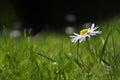 Single white Marguerite, daisy in green grass meadow Royalty Free Stock Photo