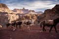 Single White Mule Between Brown Mules In A Mule Train Royalty Free Stock Photo