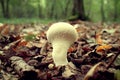 White mushroom in the forest Royalty Free Stock Photo