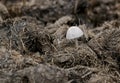 White mushroom growing in rhino dung Royalty Free Stock Photo