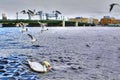 Single white mute swan swims in river city, Saint-Petersburg, Ru Royalty Free Stock Photo