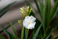 Single white Oleander or Nerium oleander shrub plant with fully open white flower next to closed flower buds surrounded with long Royalty Free Stock Photo