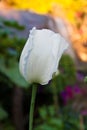 Single white opium flower